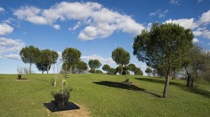 bosque-clonado-pozuelo_MLO