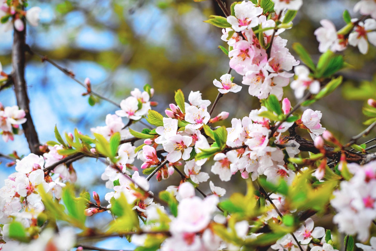 ¡Celebremos la primavera!